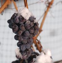 Ice Wine uva
